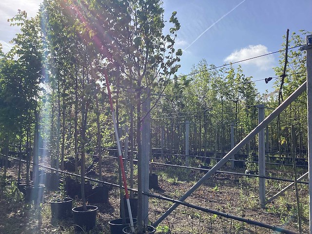 Zomerlinde - parkboom - afbeelding 1 van  3
