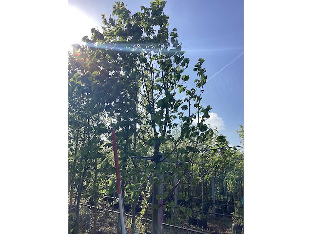 Zomerlinde - parkboom - afbeelding 3 van  3