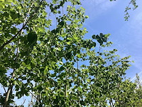 Zomerlinde - parkboom - afbeelding 3 van  3