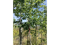Zomerlinde - parkboom - afbeelding 1 van  1