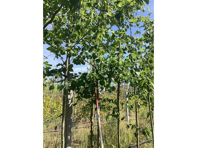 Zomerlinde - parkboom - afbeelding 1 van  1
