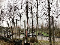 Zomerlinde - sierboom - afbeelding 1 van  3