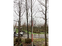 Zomerlinde - sierboom - afbeelding 2 van  3