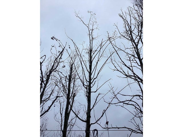 Zomerlinde - sierboom - afbeelding 3 van  3