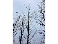 Zomerlinde - sierboom - afbeelding 3 van  3