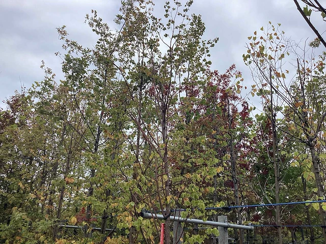 Zomerlinde - sierboom - afbeelding 2 van  2