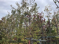 Zomerlinde - sierboom