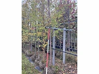 Zomerlinde - sierboom - afbeelding 1 van  2