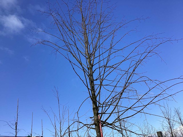 Zomerlinde - vormboom - afbeelding 1 van  2