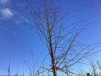 Zomerlinde - vormboom - afbeelding 1 van  2