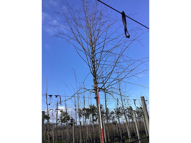 Zomerlinde - vormboom - afbeelding 2 van  2