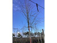 Zomerlinde - vormboom - afbeelding 2 van  2