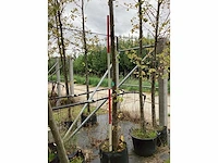 Zomerlinde - vormboom - afbeelding 3 van  3