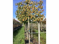 Zomero - leiboom - afbeelding 2 van  2