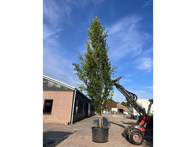 Zuilbeuk, fagus 'dawyck ', zuilvorm, ca. 6-7 m hoog - afbeelding 1 van  2