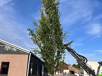 Zuilbeuk, fagus 'dawyck ', zuilvorm, ca. 6-7 m hoog