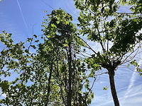 Zuileik - laanboom - afbeelding 1 van  3