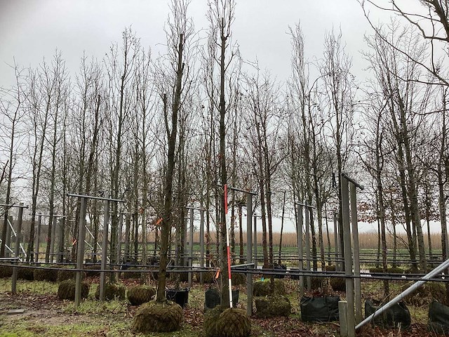 Zuileik - vormboom - afbeelding 1 van  3