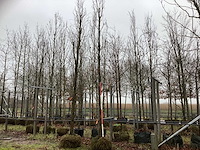 Zuileik - vormboom - afbeelding 1 van  3