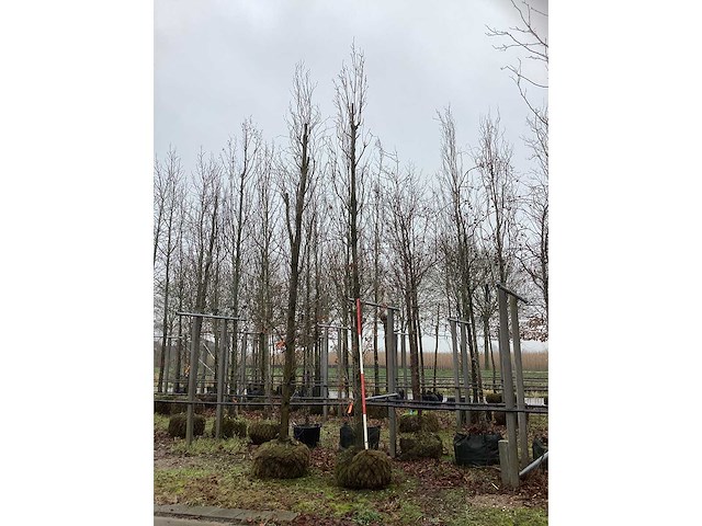 Zuileik - vormboom - afbeelding 2 van  3