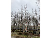 Zuileik - vormboom - afbeelding 2 van  3