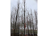 Zuileik - vormboom - afbeelding 3 van  3