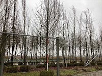 Zuilhaagbeuk - laanboom - afbeelding 1 van  3