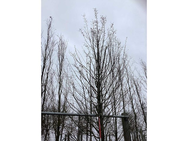 Zuilhaagbeuk - laanboom - afbeelding 3 van  3