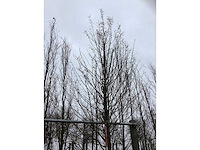 Zuilhaagbeuk - laanboom - afbeelding 3 van  3