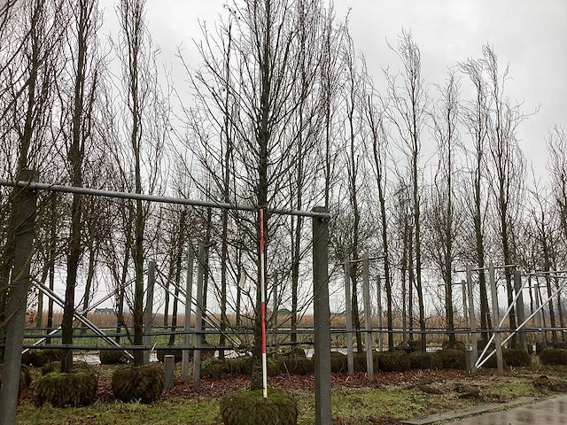 Zuilhaagbeuk - parkboom - afbeelding 1 van  3