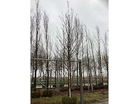 Zuilhaagbeuk - parkboom - afbeelding 2 van  3