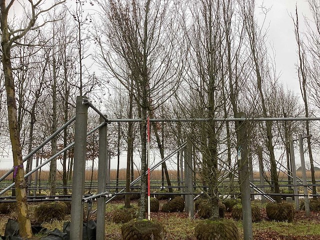 Zuilhaagbeuk - sierboom - afbeelding 1 van  3