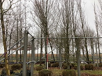 Zuilhaagbeuk - sierboom - afbeelding 1 van  3