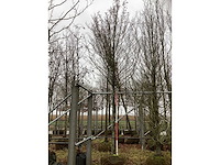 Zuilhaagbeuk - sierboom - afbeelding 2 van  3