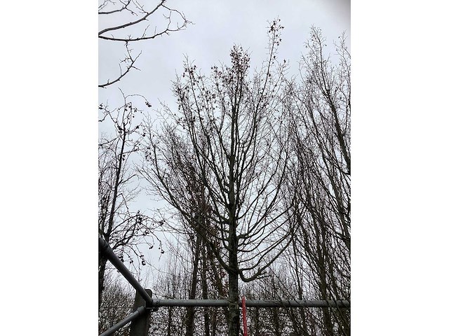 Zuilhaagbeuk - sierboom - afbeelding 3 van  3