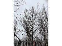 Zuilhaagbeuk - sierboom - afbeelding 3 van  3