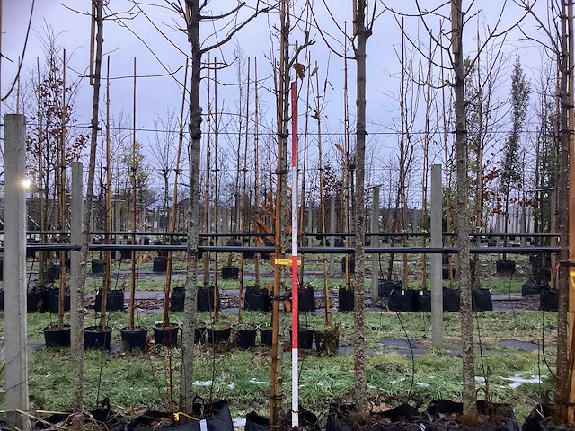 Zuilvormige meidoorn - laanboom - afbeelding 1 van  3