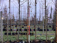 Zuilvormige meidoorn - laanboom - afbeelding 1 van  3