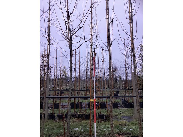 Zuilvormige meidoorn - laanboom - afbeelding 2 van  3