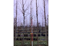 Zuilvormige meidoorn - laanboom - afbeelding 2 van  3