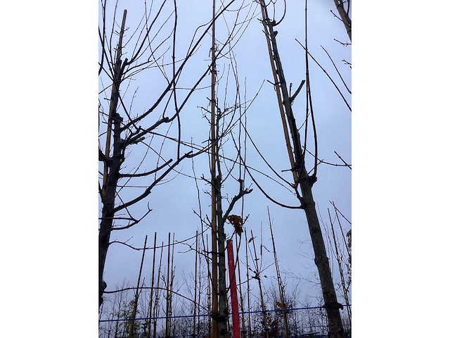 Zuilvormige meidoorn - laanboom - afbeelding 3 van  3