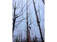 Zuilvormige meidoorn - laanboom - afbeelding 3 van  3