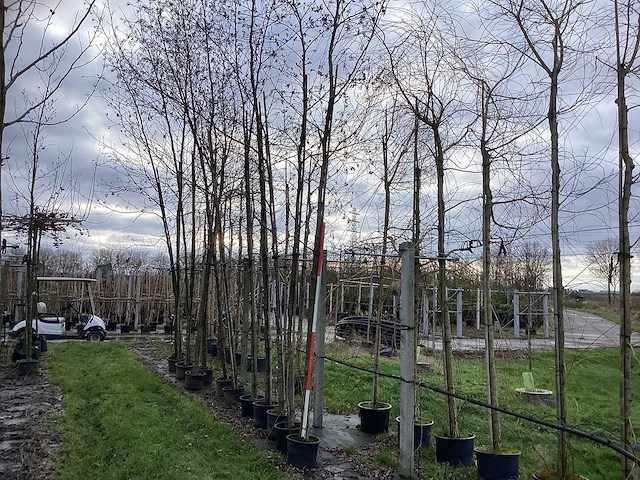 Zwarte els - laanboom (2x) - afbeelding 1 van  3