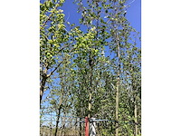 Zwarte els - laanboom (2x) - afbeelding 2 van  2