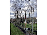 Zwarte els - laanboom (3x) - afbeelding 2 van  3