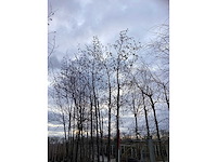 Zwarte els - laanboom - afbeelding 3 van  3