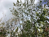 Zwarte els - laanboom