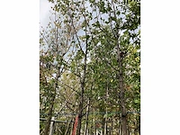 Zwarte els - laanboom - afbeelding 2 van  3
