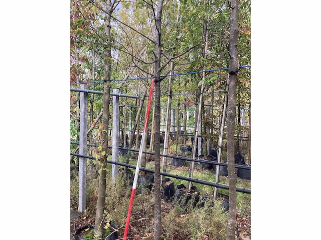 Zwarte els - laanboom - afbeelding 3 van  3