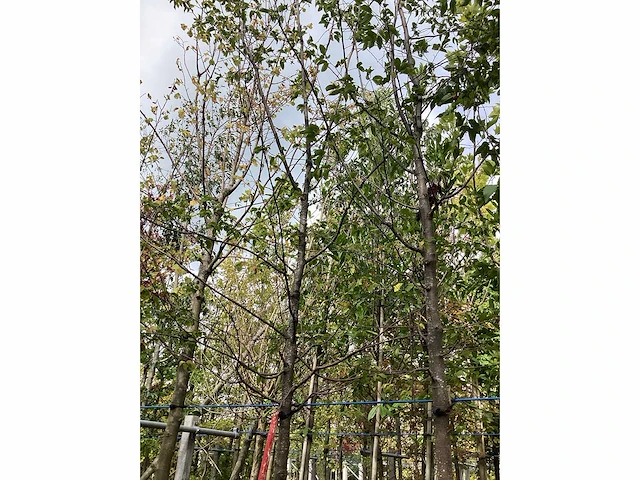 Zwarte els - laanboom - afbeelding 2 van  3
